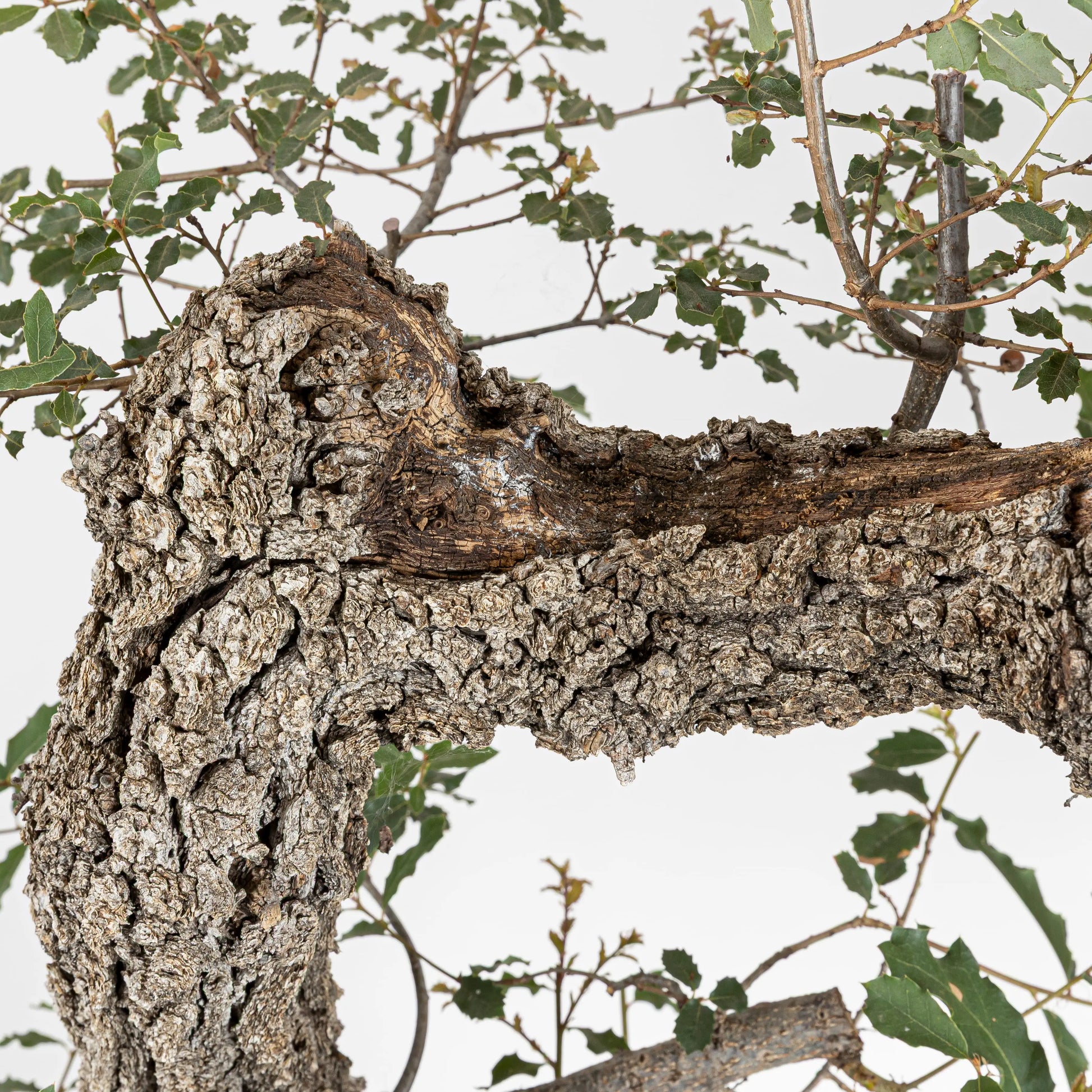Detalle de shari y cortezas