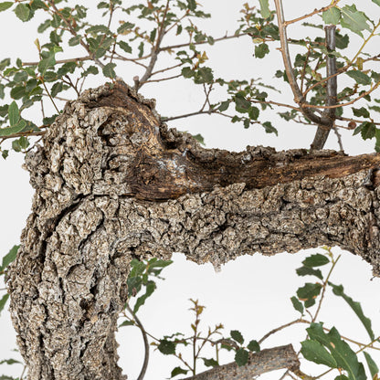 Detalle de shari y cortezas