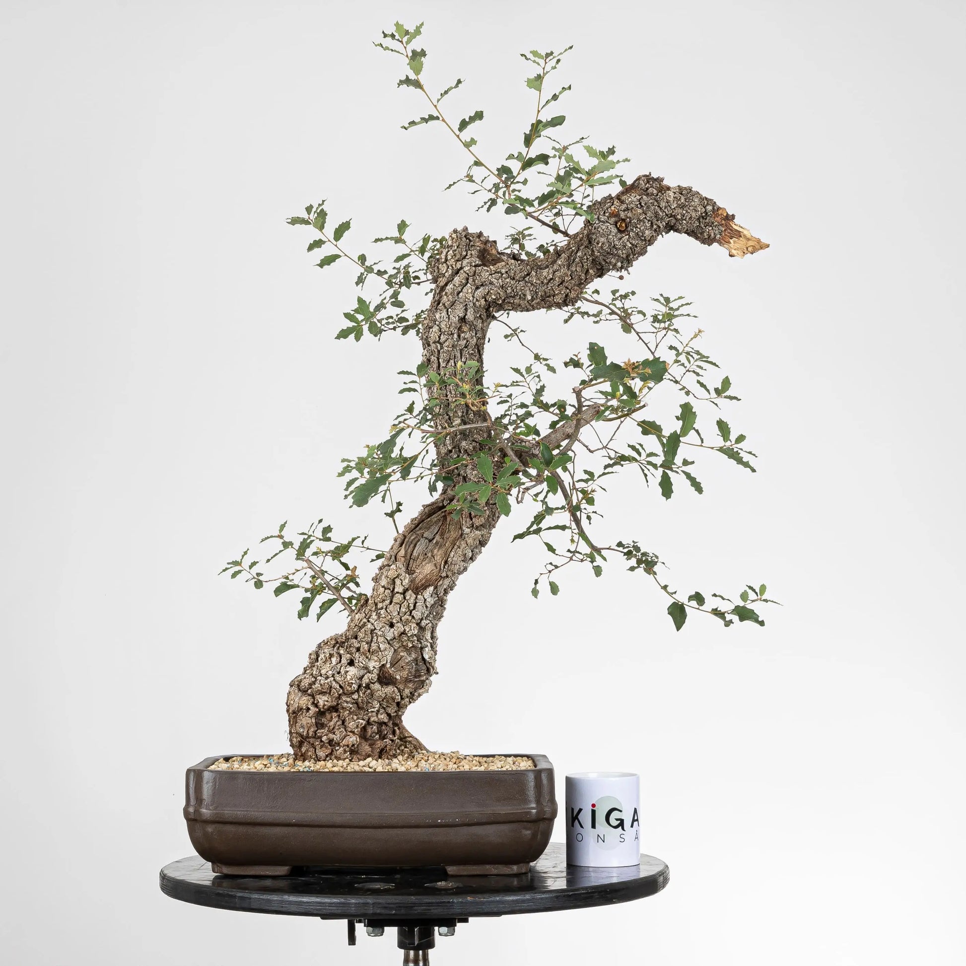 Comparativa de tamaño de bonsai de roble con una taza de café de la tienda de ikigai bonsái.