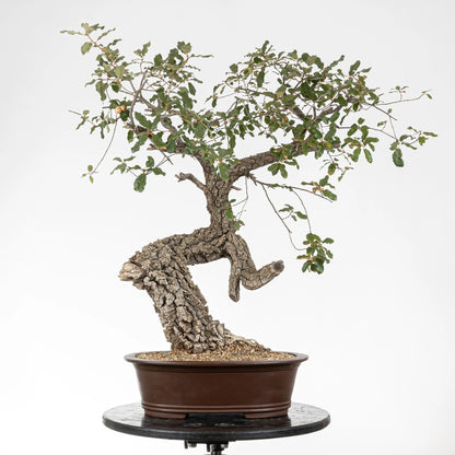 Frente de bonsai yamadori de quercus faginea en maceta ovalada yixing