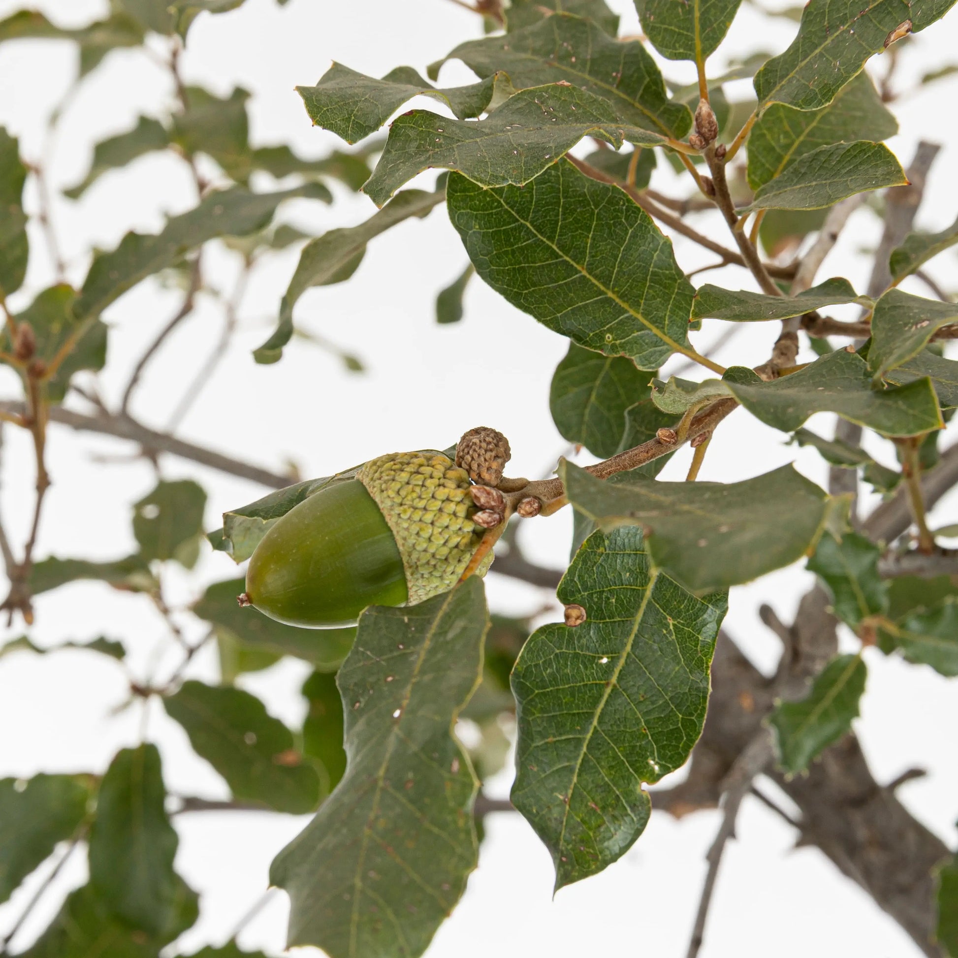 Detalle de fruto, bellota verde de un bonsai de roble y sus hojas suaves