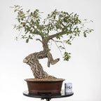Comparativa de tamaño de bonsai yamdori con una taza de café de la tienda ikigai bonsái.
