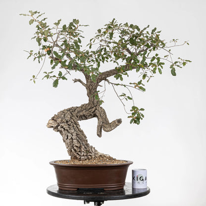 Comparativa de tamaño de bonsai yamdori con una taza de café de la tienda ikigai bonsái.