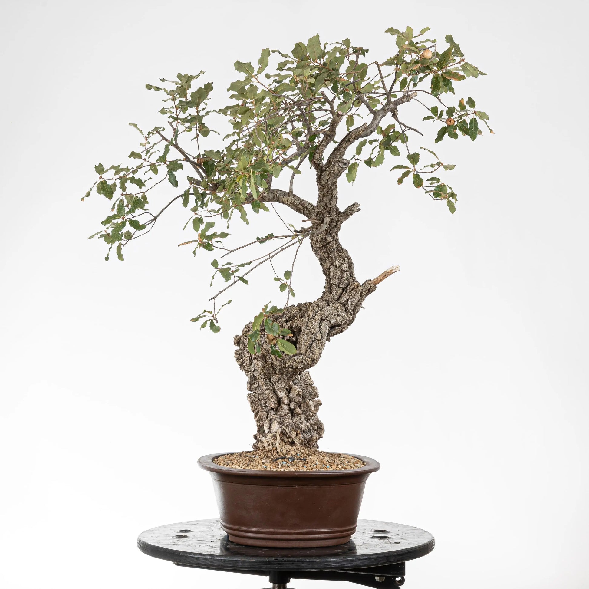 Cara derecha de bonsai yamadori de quejigo