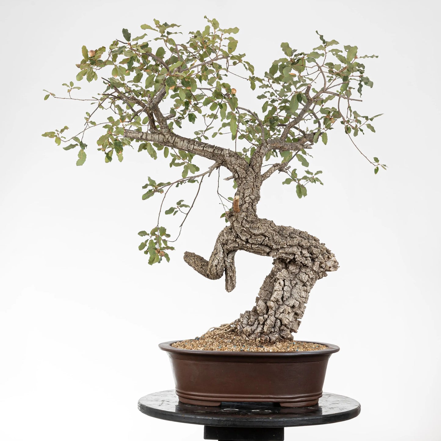 Cara trasera de bonsai yamadori de quejigo donde se ven las curvas