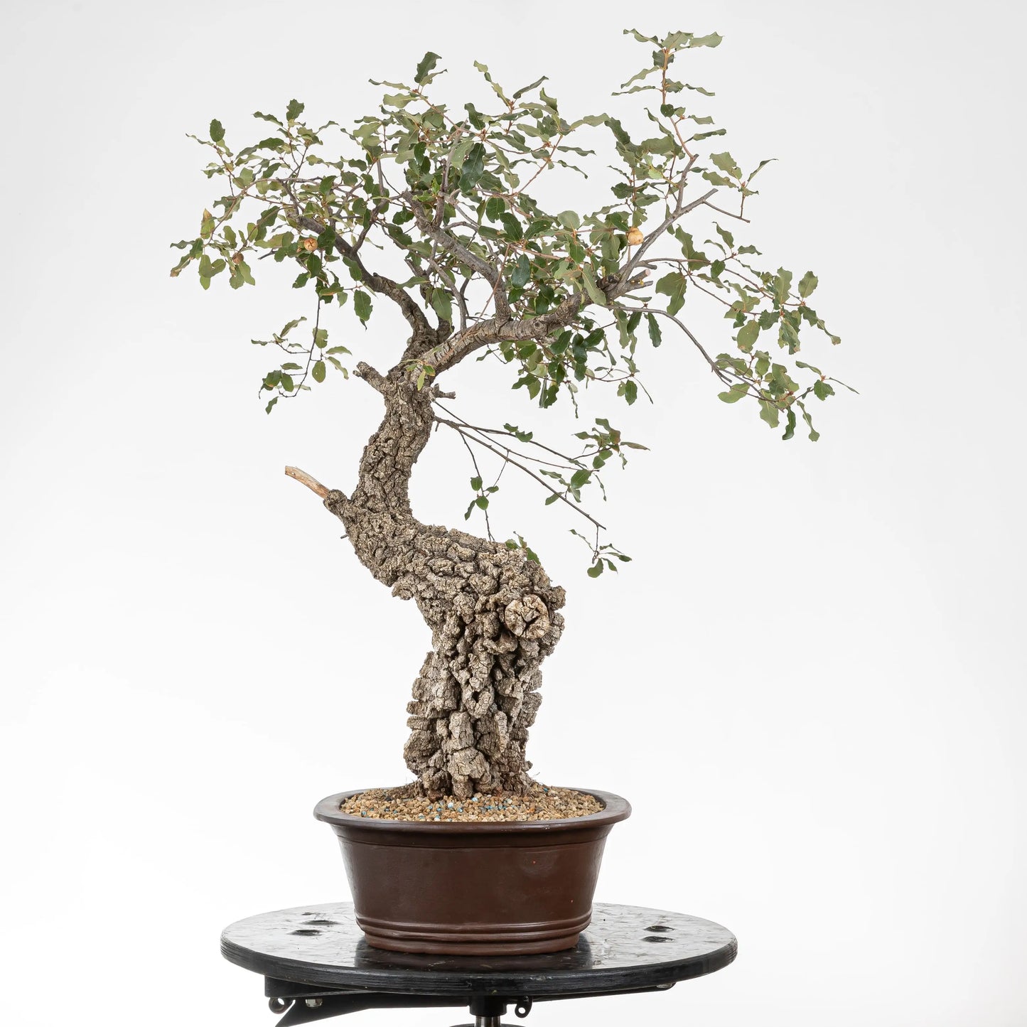 Cara izquierda de bonsái yamadori de roble.