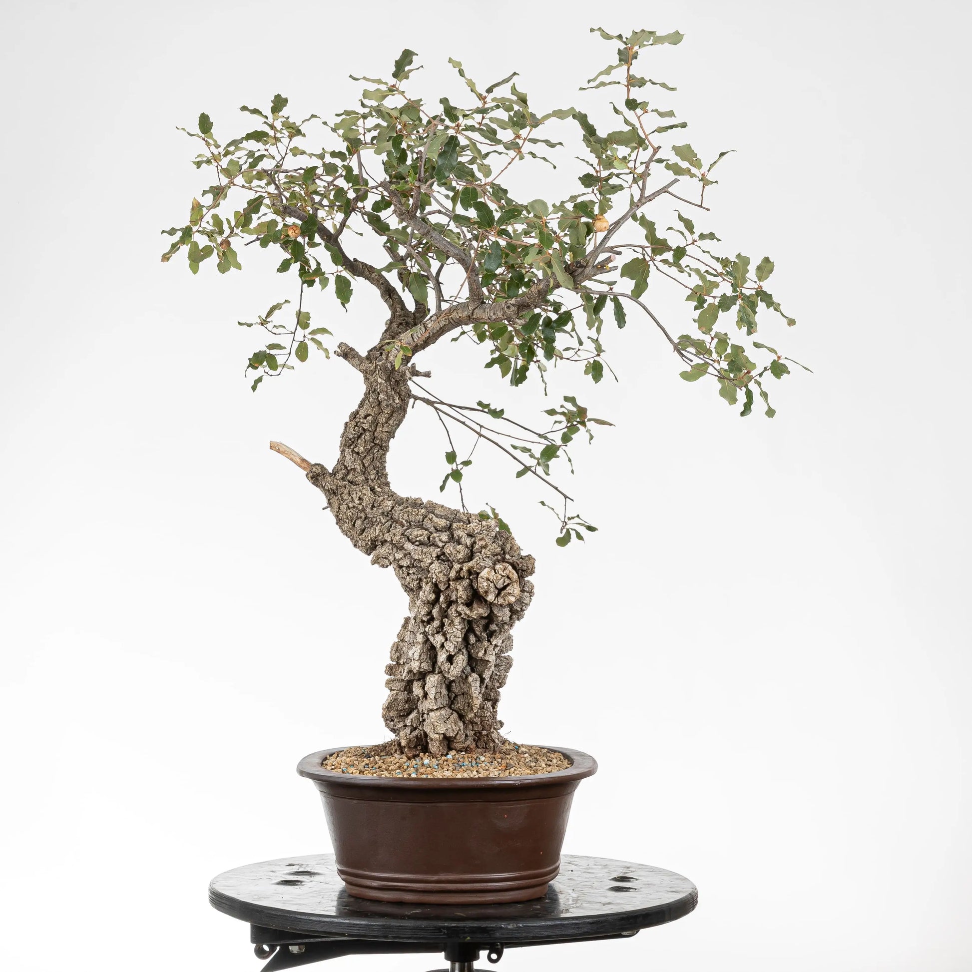 Cara izquierda de bonsái yamadori de roble.