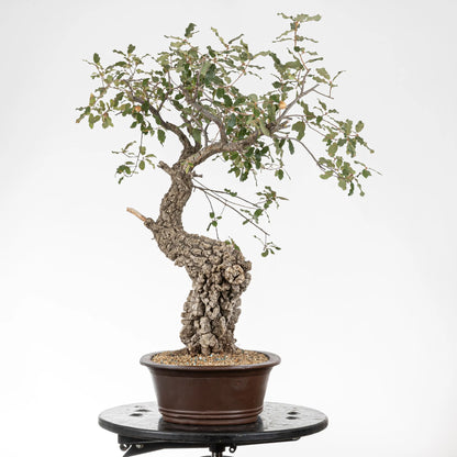 Cara izquierda de bonsái yamadori de roble.