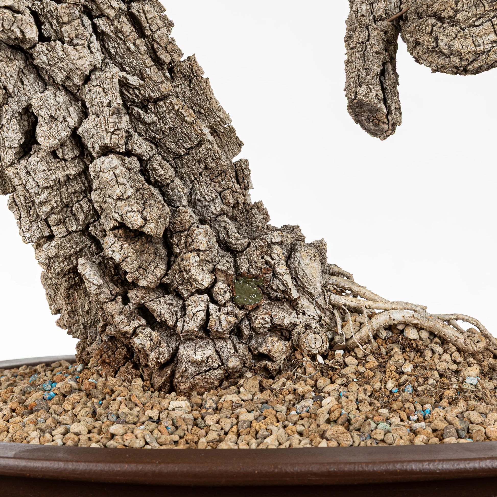 Detalle de la base o nebari del bonsai de toble donde se obseva la corteza muy gruesa y vieja, y el sustrato granulado de pomice akadama