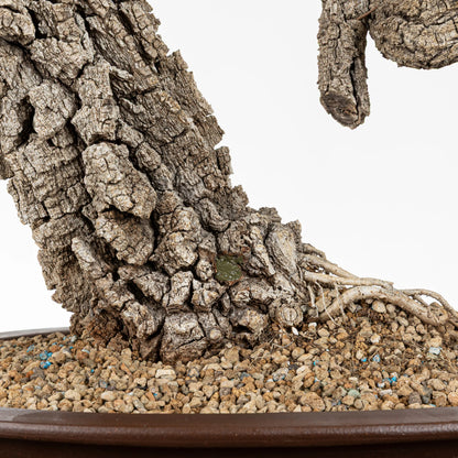 Detalle de la base o nebari del bonsai de toble donde se obseva la corteza muy gruesa y vieja, y el sustrato granulado de pomice akadama