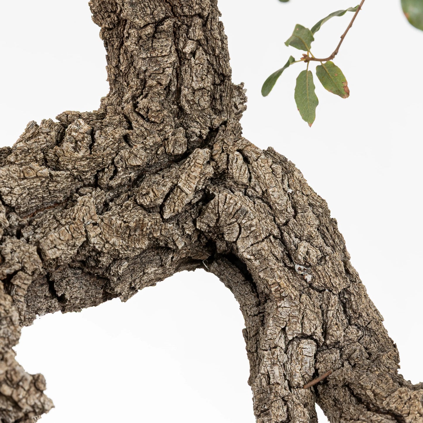 Detalle de corteza donde se observa la salida de ramas