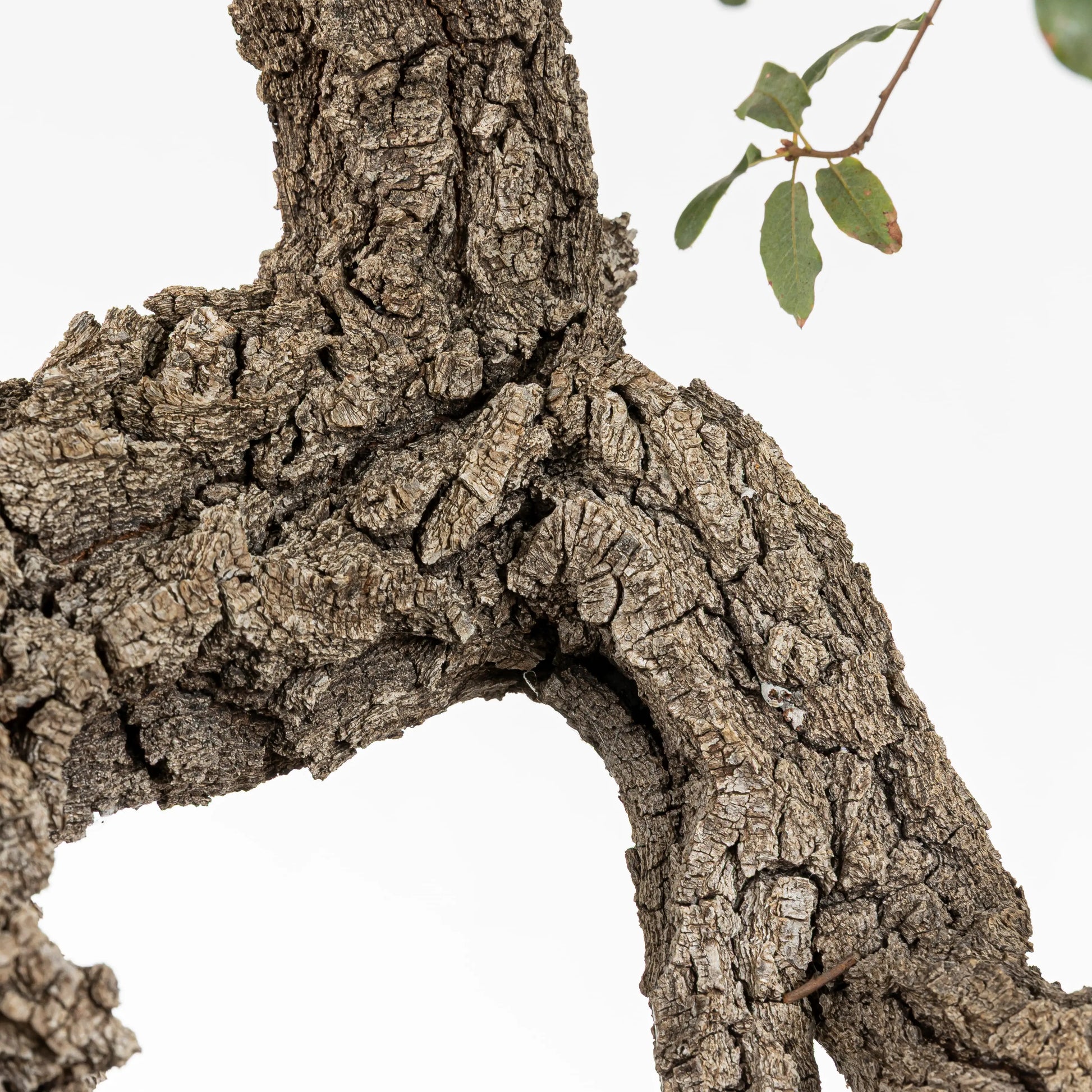 Detalle de corteza donde se observa la salida de ramas