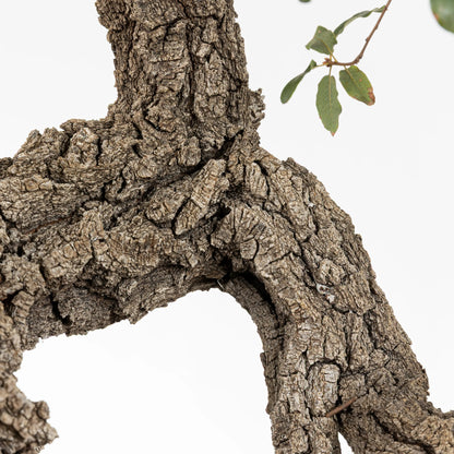 Detalle de corteza donde se observa la salida de ramas