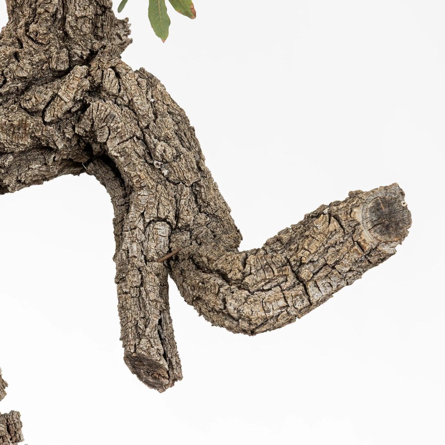 Detalle de una rama seca con curvas para trabajar y hacer un jin