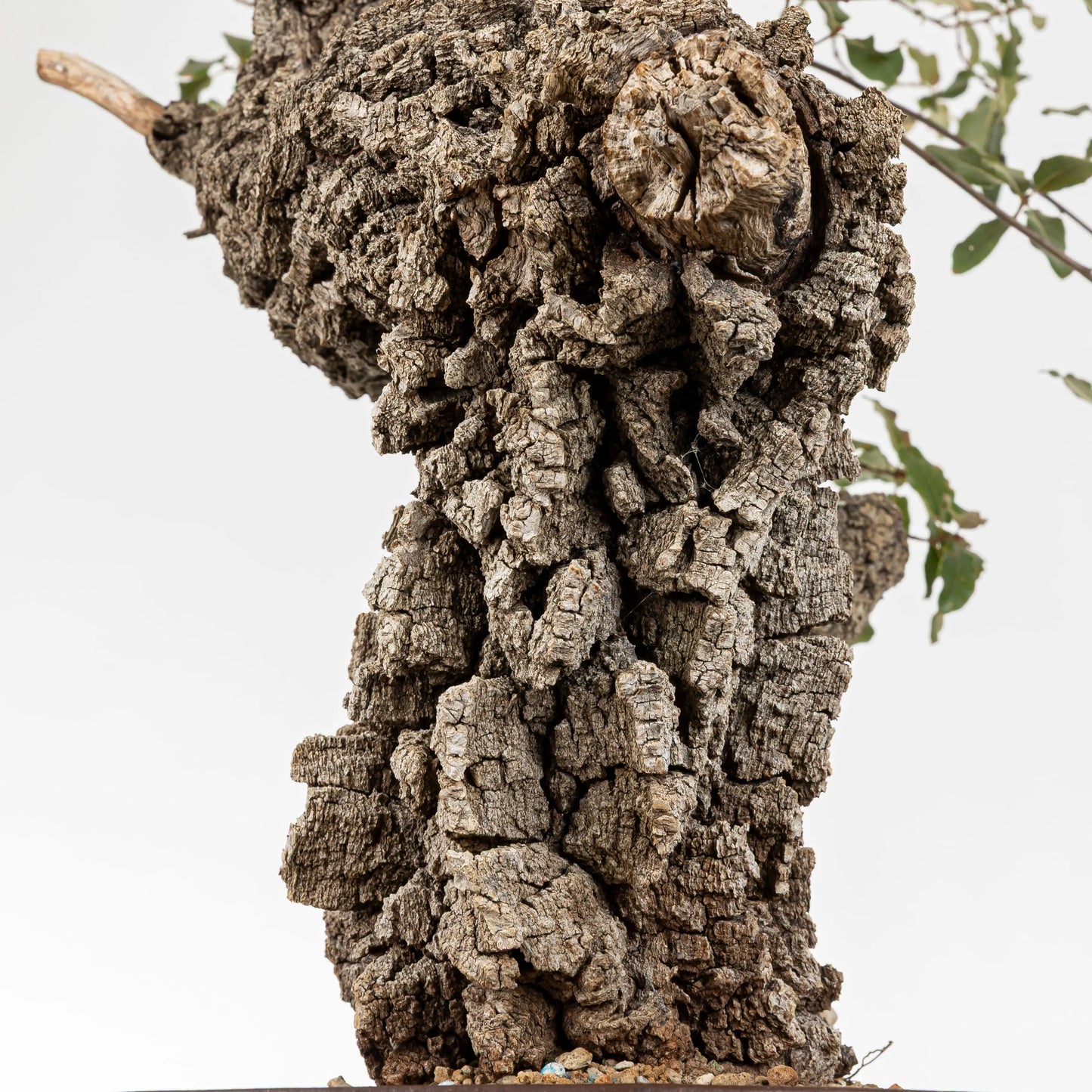 Detalle de corteza muy gruesa y vieja de bonsái de roble