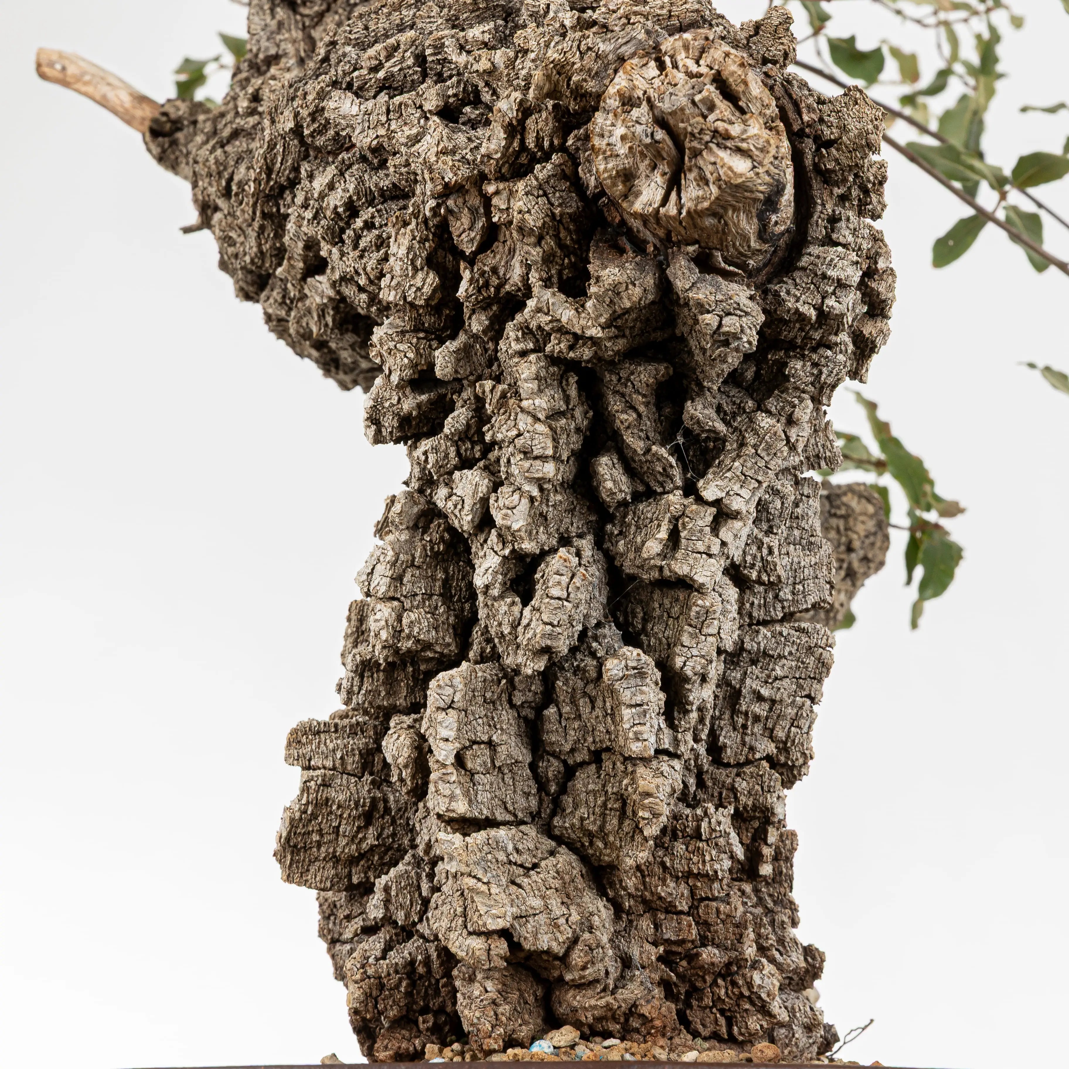 Detalle de corteza muy gruesa y vieja de bonsái de roble