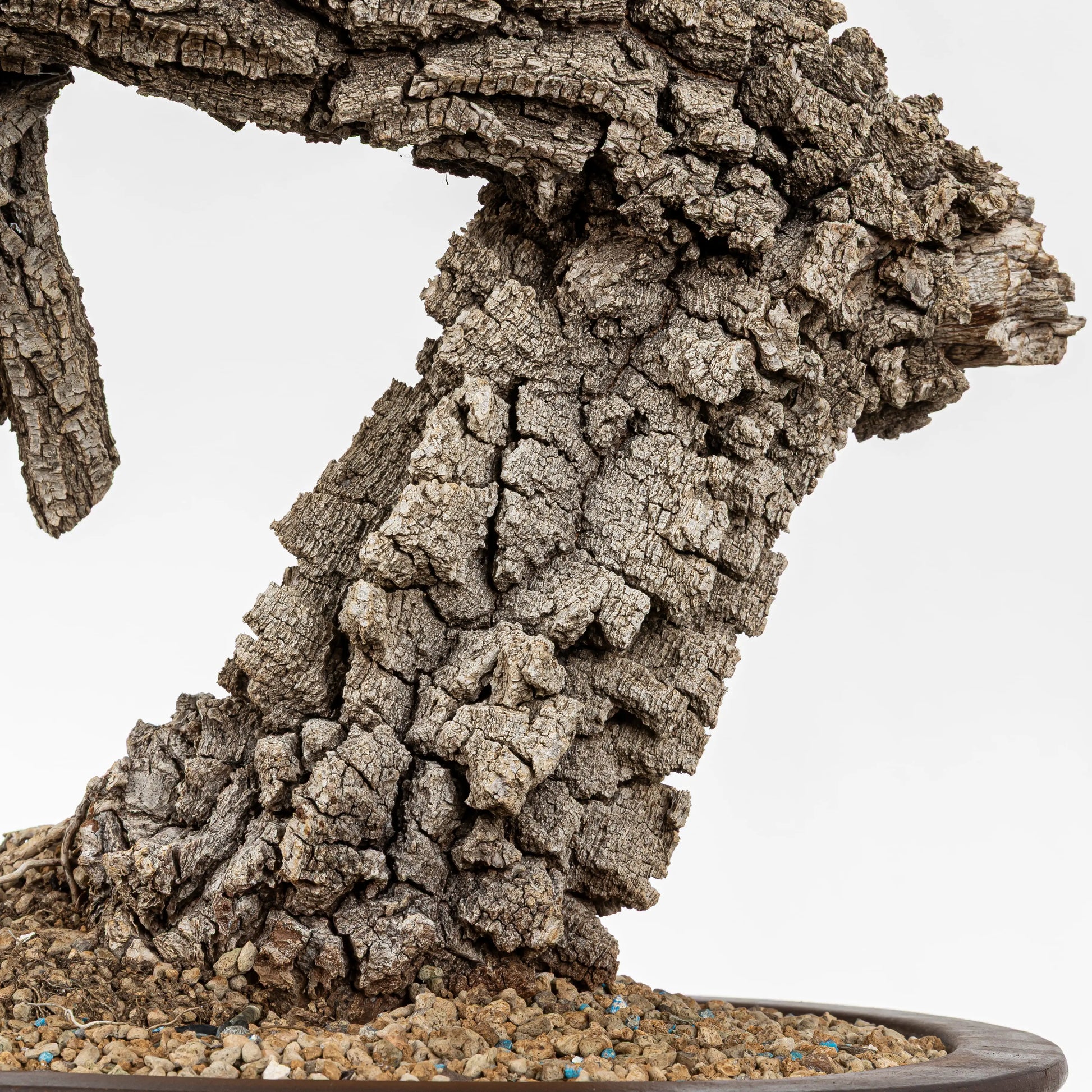 Detalle del tronco, grueso, con mucha corteza y textura muy vieja