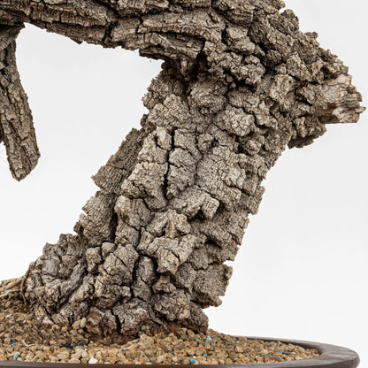 Detalle del tronco, grueso, con mucha corteza y textura muy vieja