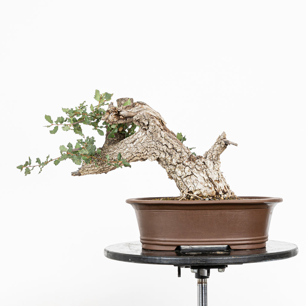 Bonsai "Fukinagashi" - Portugese eik (Quercus faginea)