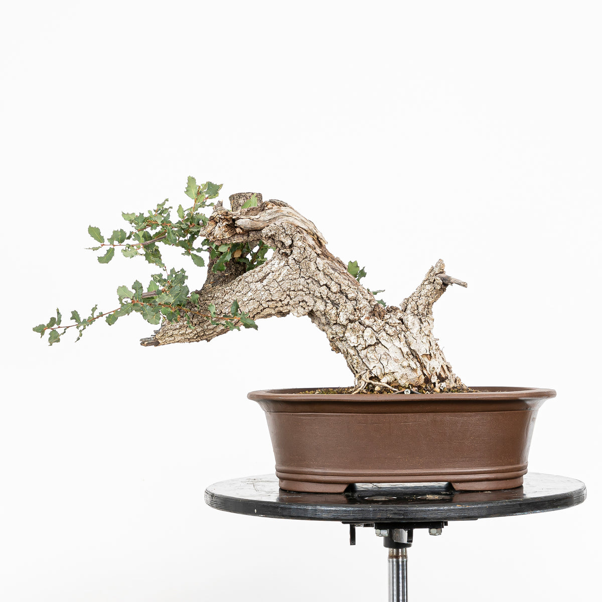 Bonsai "Fukinagashi" - Portugese eik (Quercus faginea)