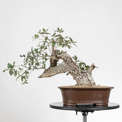 Bonsái yamadori de quercus faginea de estilo fukinagashi y tamaño shohin