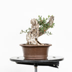Bonsai "Fukinagashi" - Portugese eik (Quercus faginea)