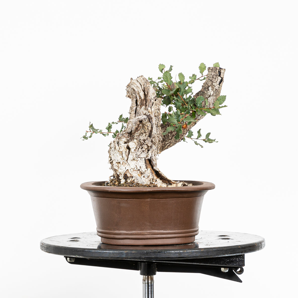 Bonsai "Fukinagashi" - Portugese eik (Quercus faginea)