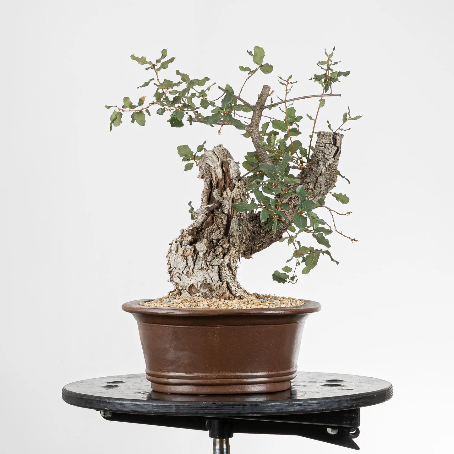 Vista derecha bonsai de roble