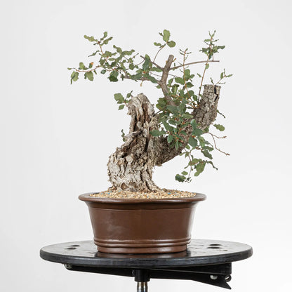 Vista derecha bonsai de roble