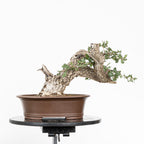 Bonsai "Fukinagashi" - Portugese eik (Quercus faginea)