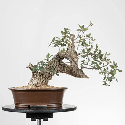 Cara trasera de bonsái de quejigo