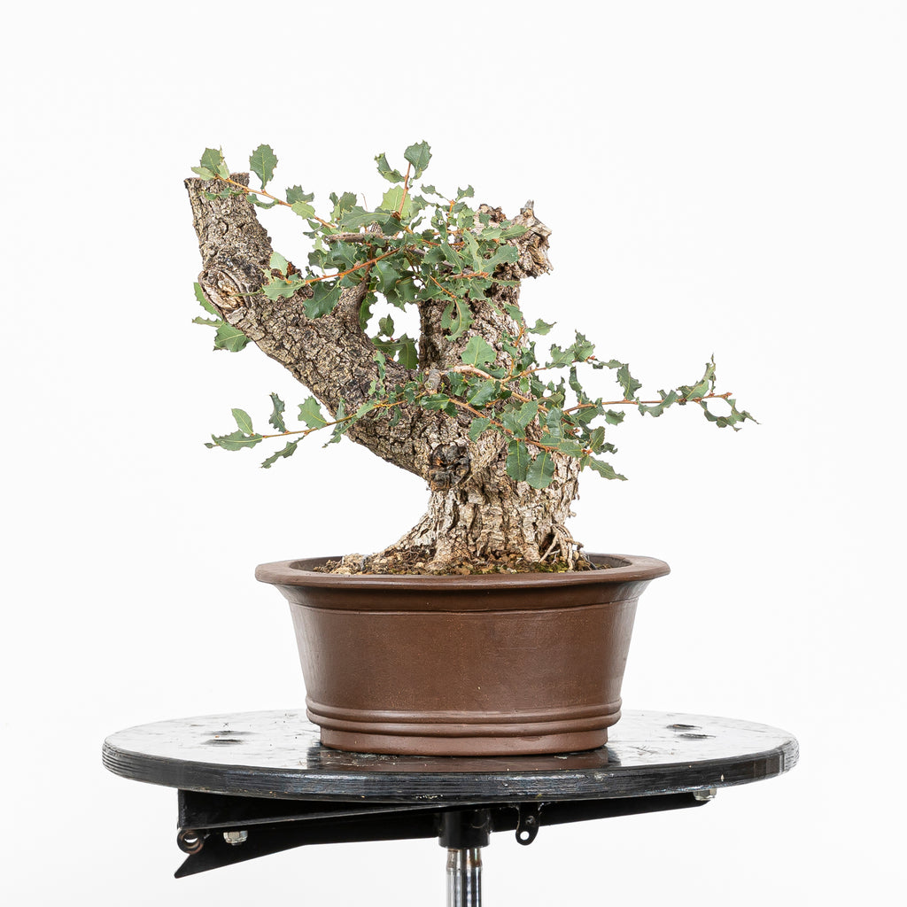 Bonsai "Fukinagashi" - Portugese eik (Quercus faginea)