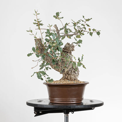 Cara izquierda de bonsái de roble