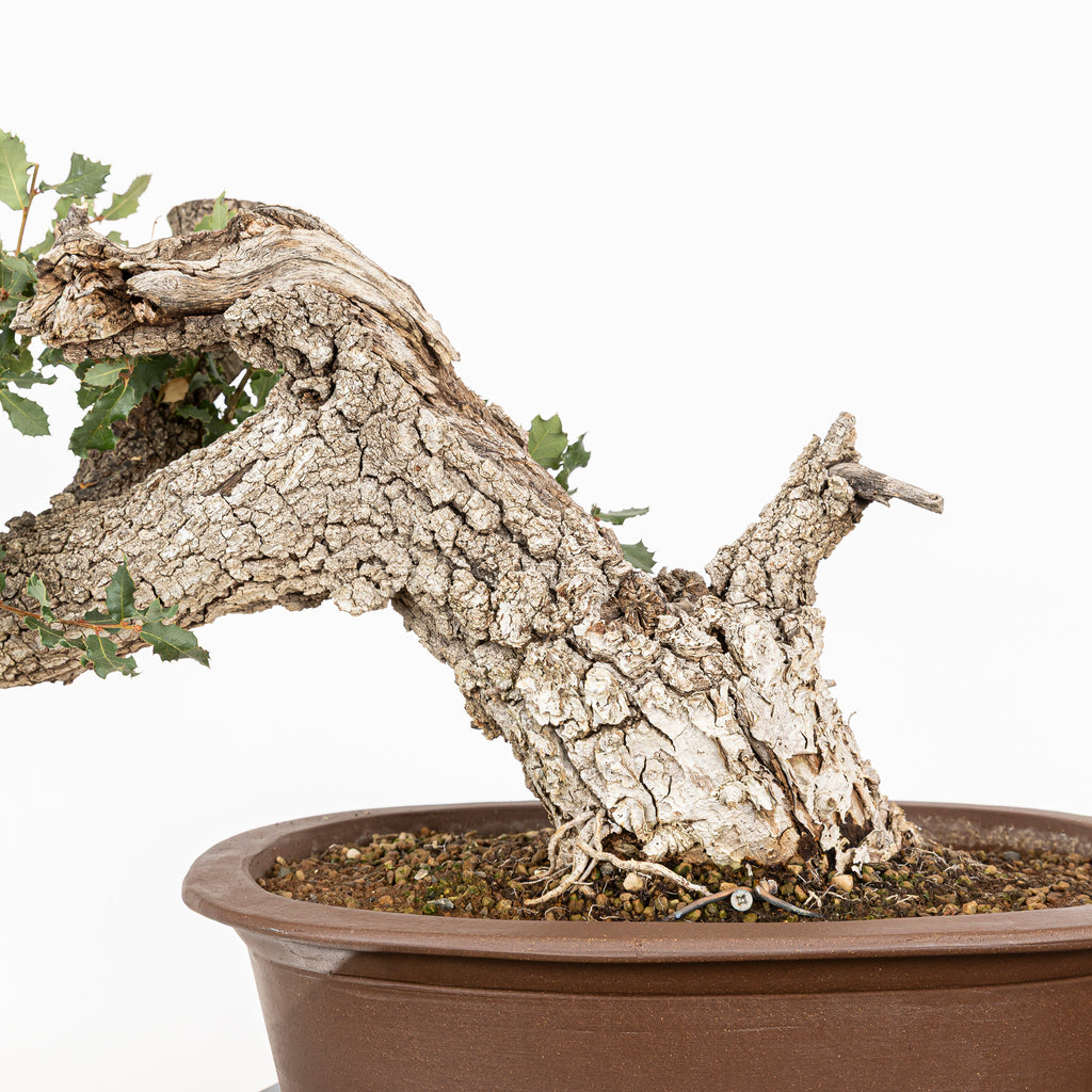 Bonsai "Fukinagashi" - Portugese eik (Quercus faginea)