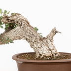 Bonsai "Fukinagashi" - Portugese eik (Quercus faginea)