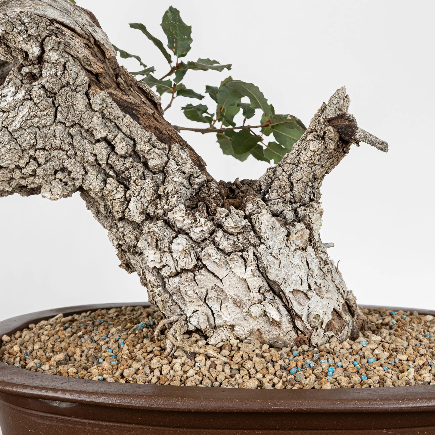 Detalle de nebari de bonsai roble