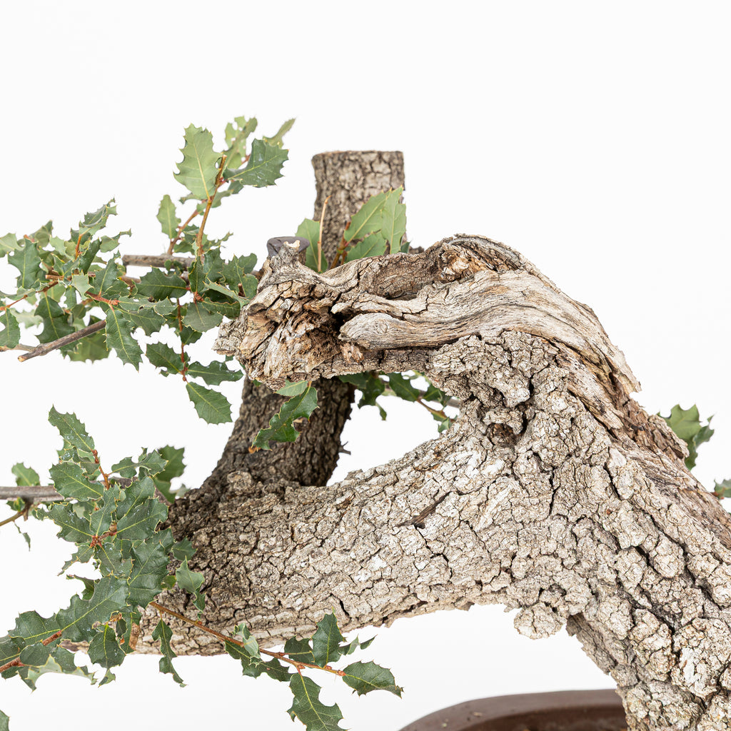 Bonsai "Fukinagashi" - Portugese eik (Quercus faginea)