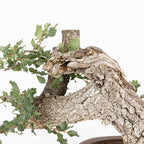 Bonsai "Fukinagashi" - Portugese eik (Quercus faginea)