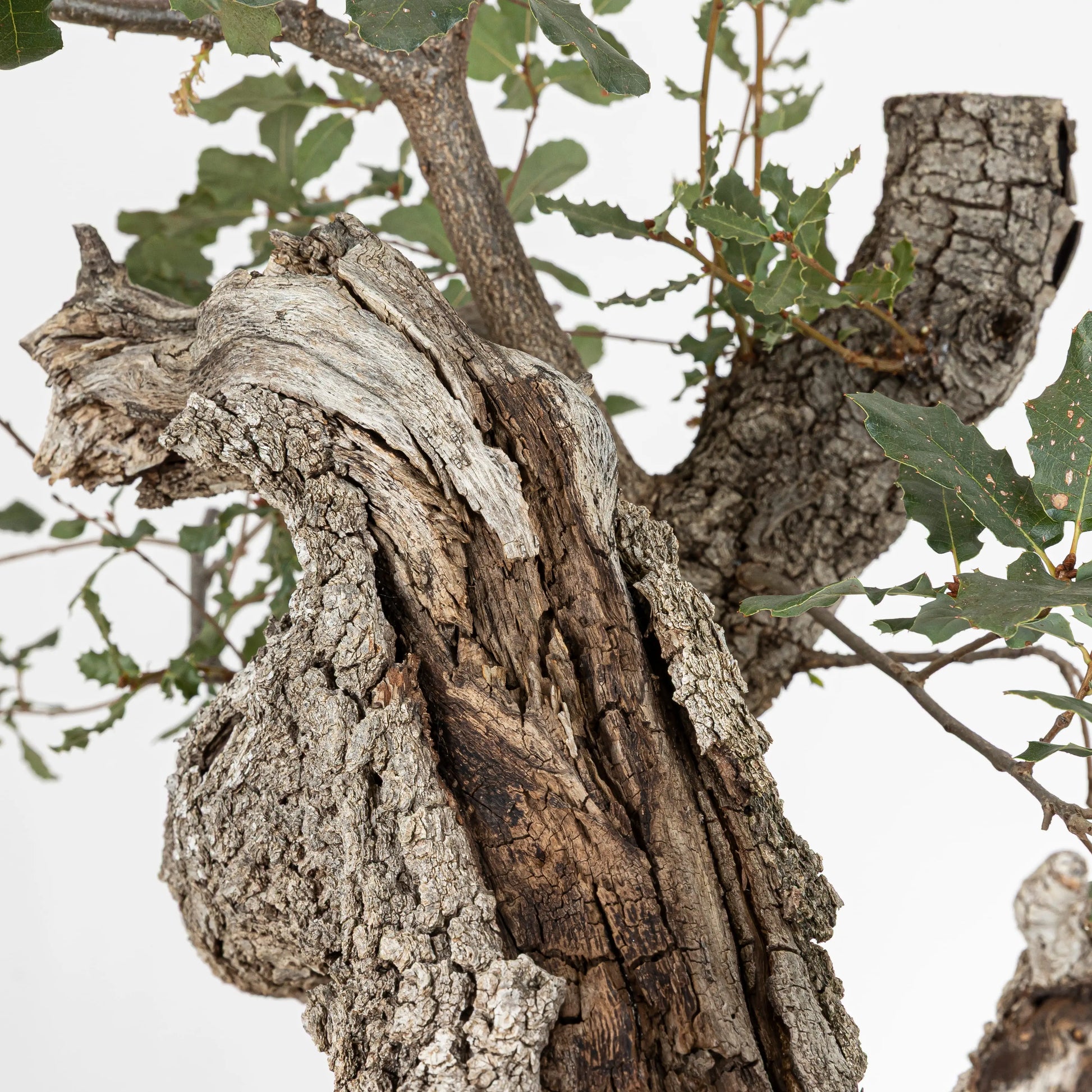 Detalle de jin y shari con corteza