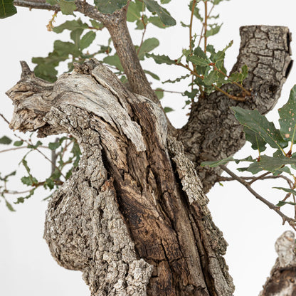 Detalle de jin y shari con corteza