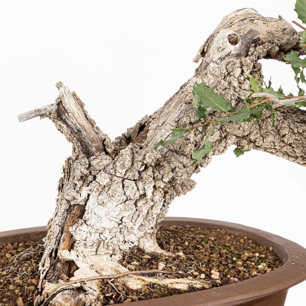 Bonsai "Fukinagashi" - Portugese eik (Quercus faginea)