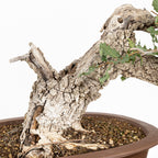 Bonsai "Fukinagashi" - Portugese eik (Quercus faginea)
