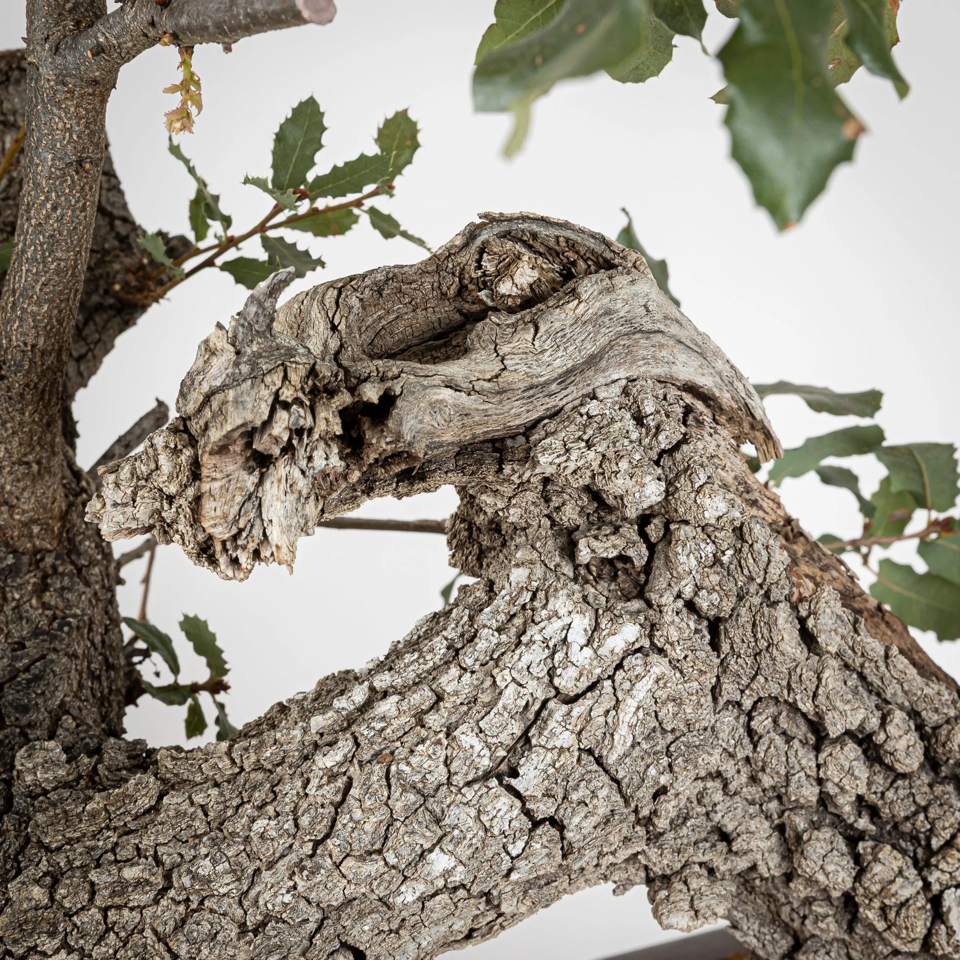 Detalle de jin y corteza