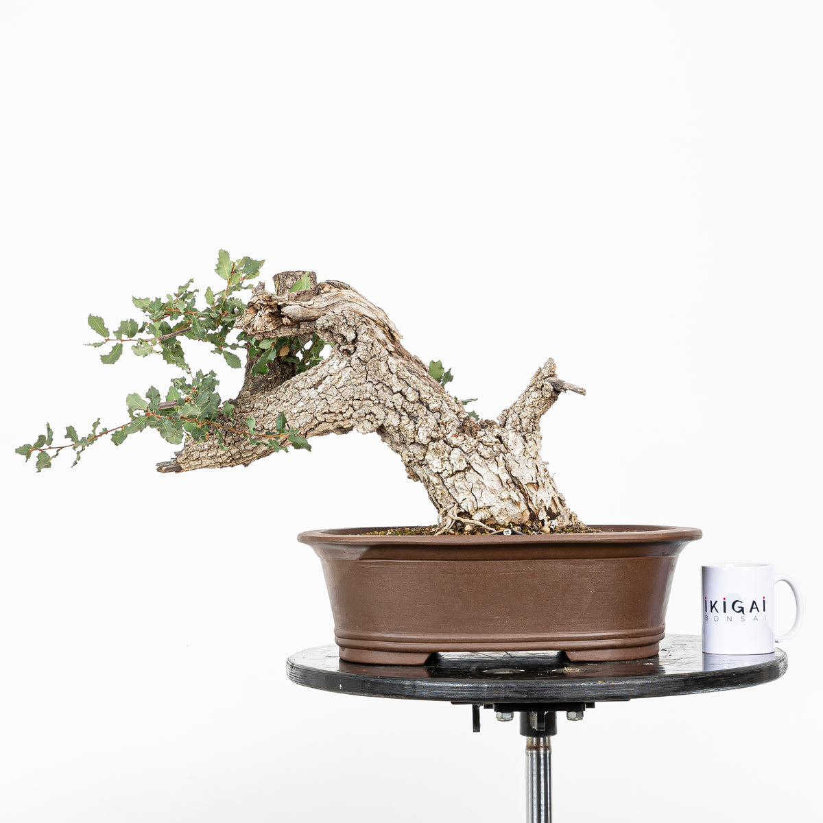Bonsai "Fukinagashi" - Portugese eik (Quercus faginea)