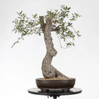 Frente de bonsai de origen yamadori de roble en maceta ovalada.