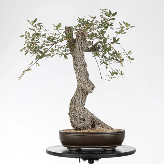 Frente de bonsai de origen yamadori de roble en maceta ovalada.