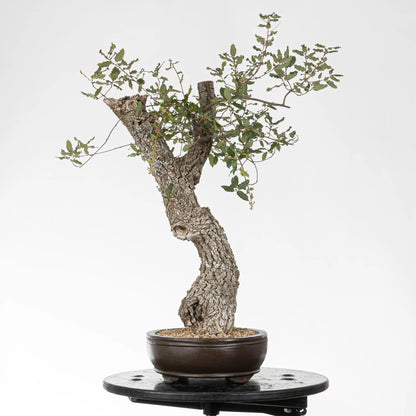 Lado derecho de bonsai de yamadori