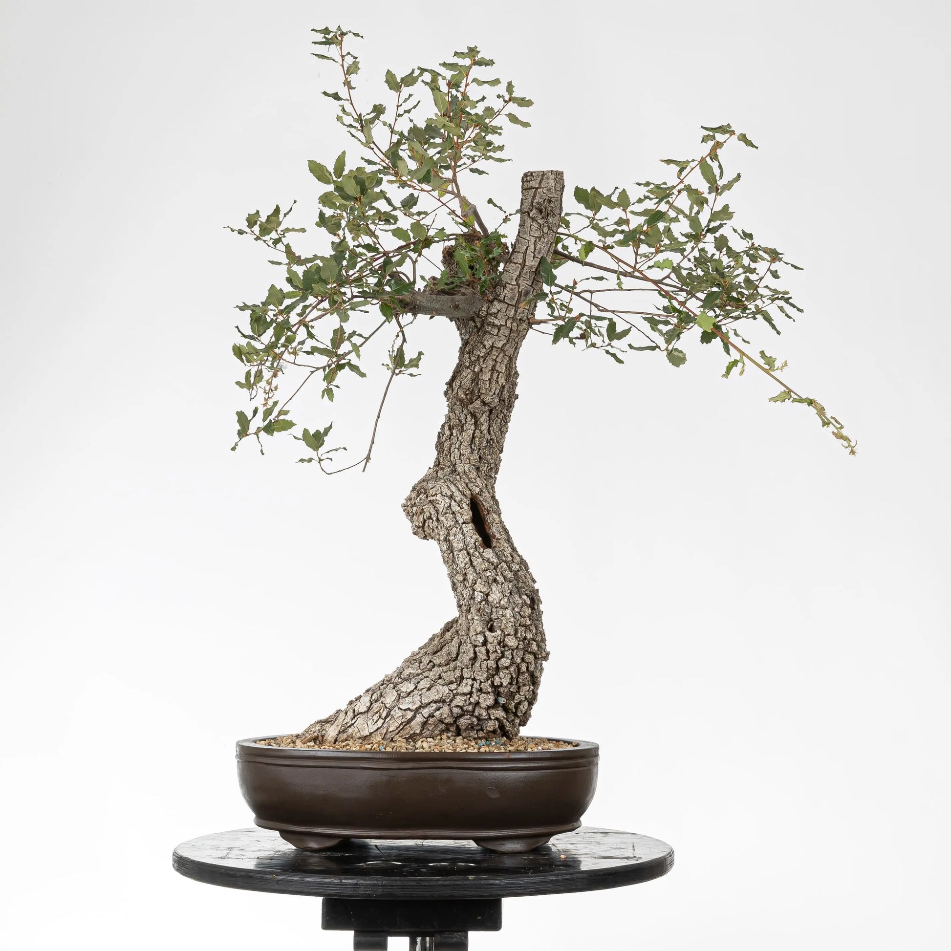 Cara trasera de bonsai de yamdori donde se observa una base muy ancha