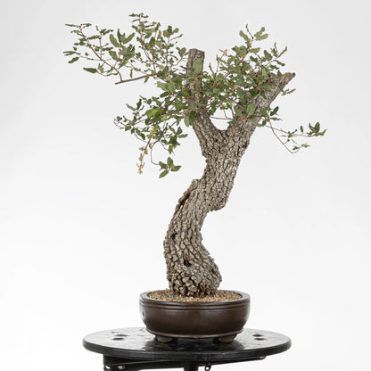 Cara izquierda de bonsai yamadori de roble
