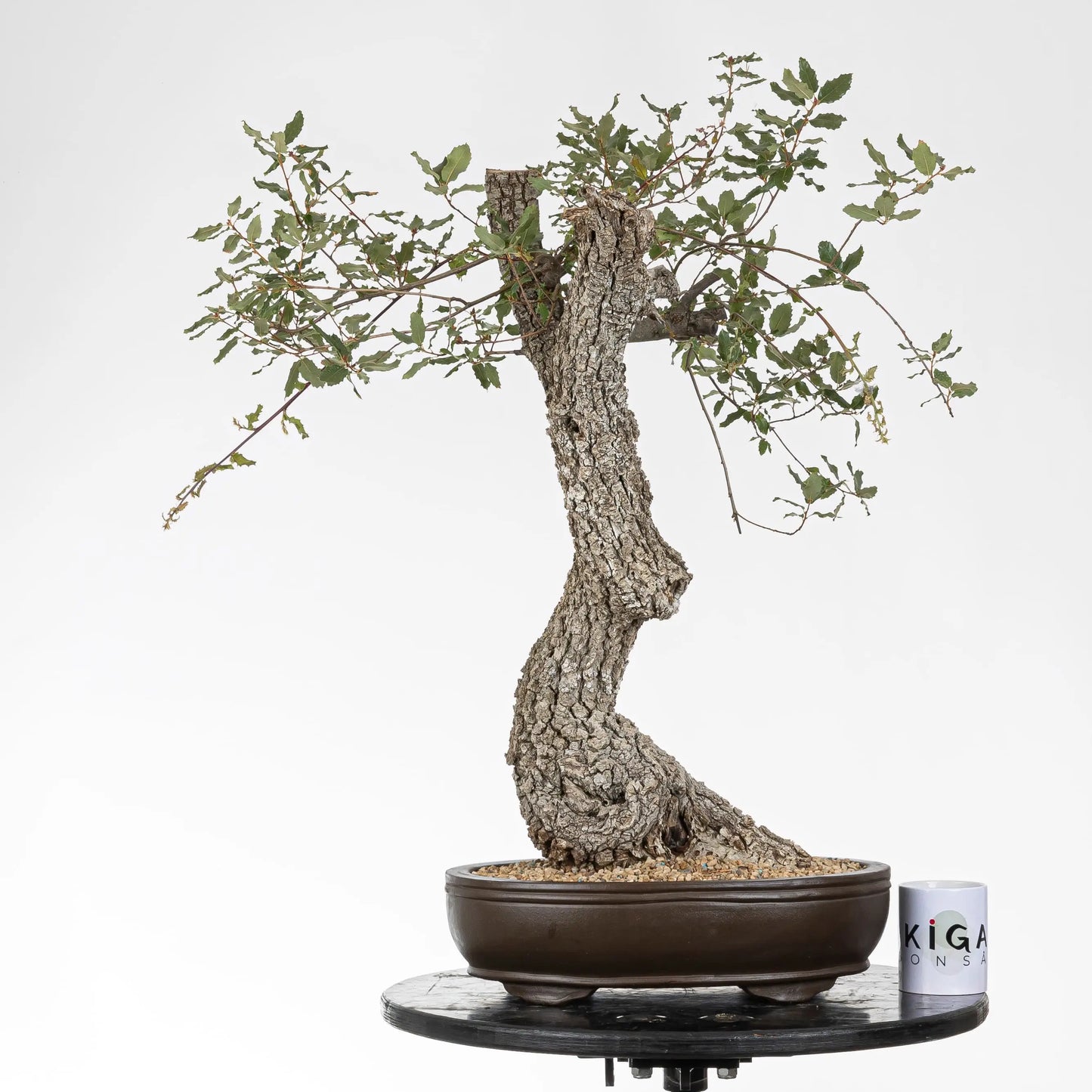 Comparativa de tamaño del bonsái con una taza de ikigai bonsai